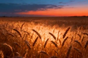 Wheat's Internal Clock Holds Key to Crop Resilience and Nutritional Quality - Professional coverage