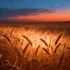 Wheat's Internal Clock Holds Key to Crop Resilience and Nutritional Quality - Professional coverage